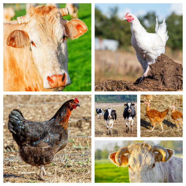 Different animals and poultry