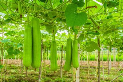 Our beloved Propher Muhammad (PBUH) used to love gourd.