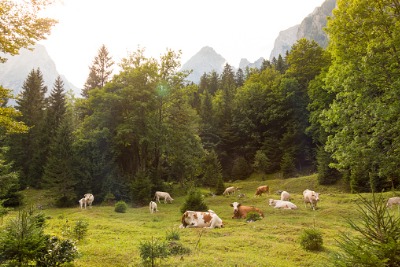 Cows grazing on Alpine meadow.