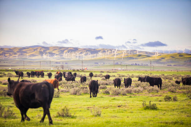 Grazing cows 