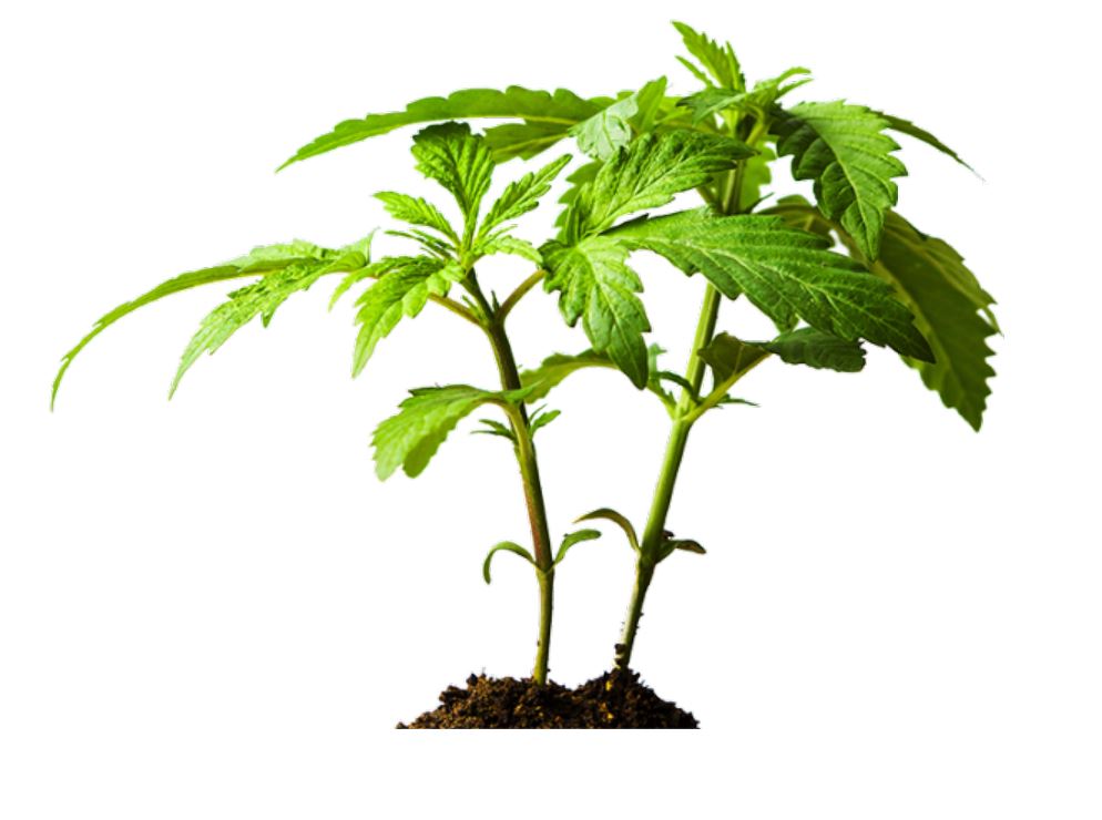 CBD Oil Extract is derived from plants.