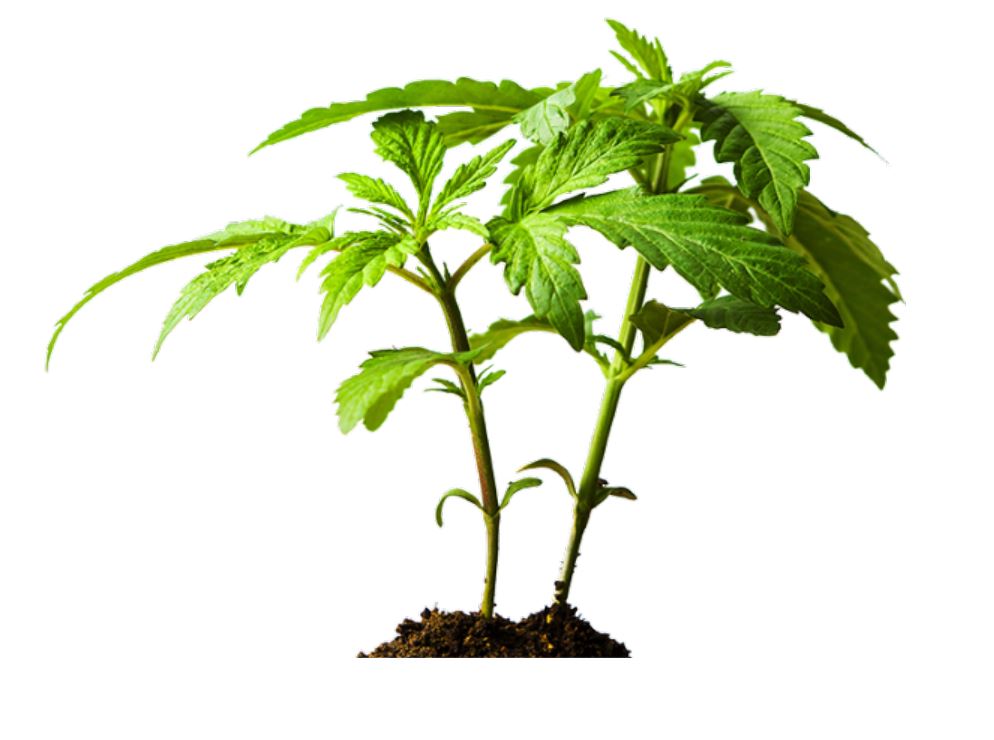 CBD oil is derived from its plant.