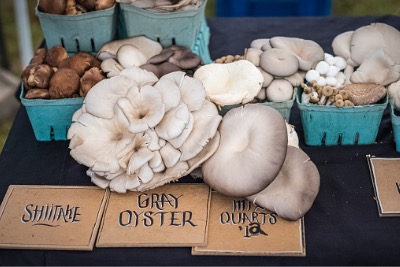 Magnificent Mushrooms and Fabulous Fungi: But are they Halal?