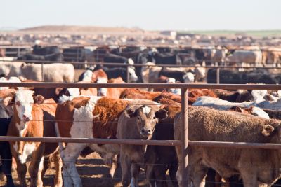 Cow feedlot.