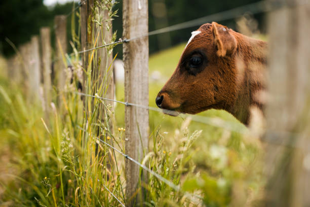 A cow looking outside, waiting to be Halal and humanely slaughtered