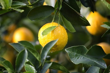 agriculture-lemon