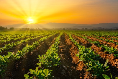 Organic veggie farm.