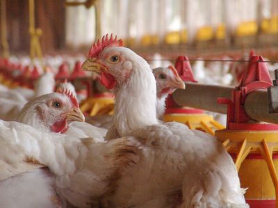 Gas Killing and its Halal Relevance in Poultry Processing