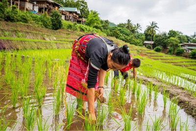 Woman working in a paddy field.