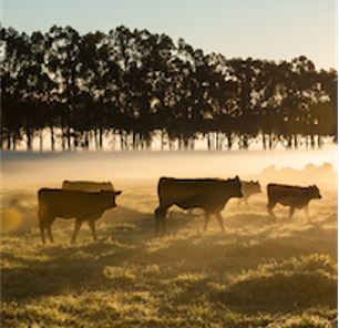 Cattles gazing in open prairie.