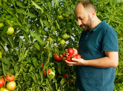 Muslim man picking garden fresh vegetables which are naturally Halal.