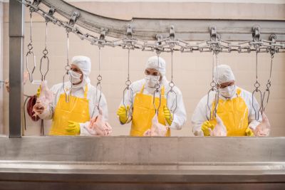 A poultry factory.