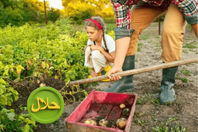 10 Halal Agriculture Businesses with Low Capital