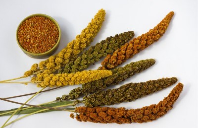 Millet: A Halal Nutrient Powerhouse