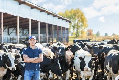 Farmer is working on farm with dairy cows.