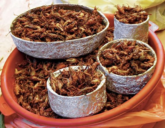 Is Eating Insects Halal?