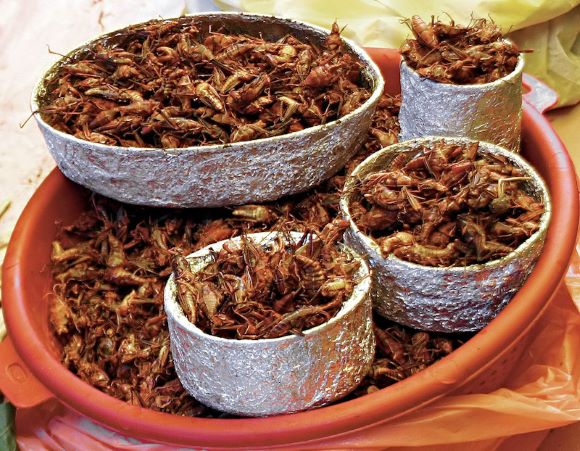 Are chapulines Halal?