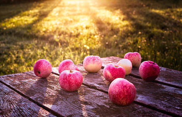 Apples glowing in sunlight. Apples are naturally Halal.