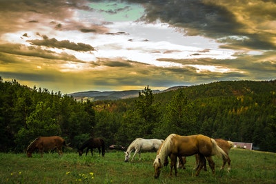 Horses wandering around.