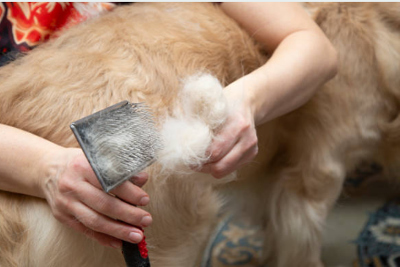 Making fur from sheep.