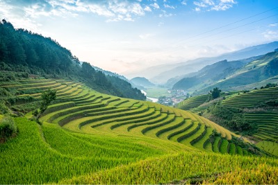 Beautiful green rice fields.