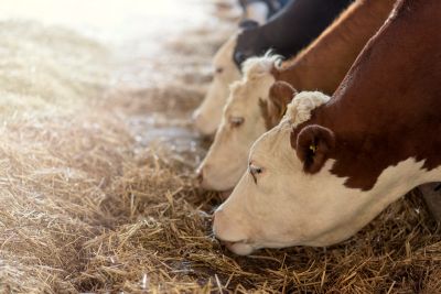 The Growth of Halal Meat Supply Chains Across North America