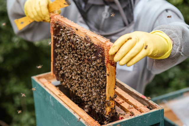 artificial beehives.