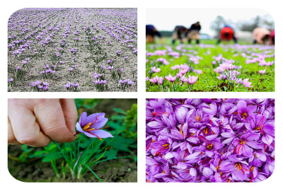 Saffron production.