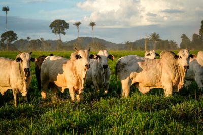 Cattle grazing on deforested pasture on a farm in the Amazon rainforest at dusk.