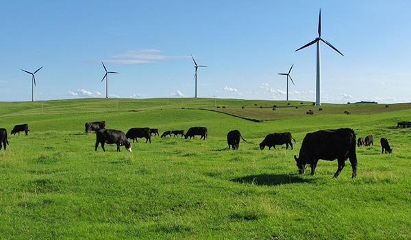 Pasture with cows and windfarm