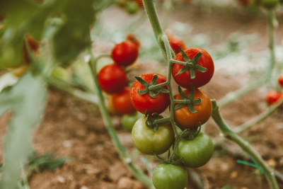 Yummy tomatoes.