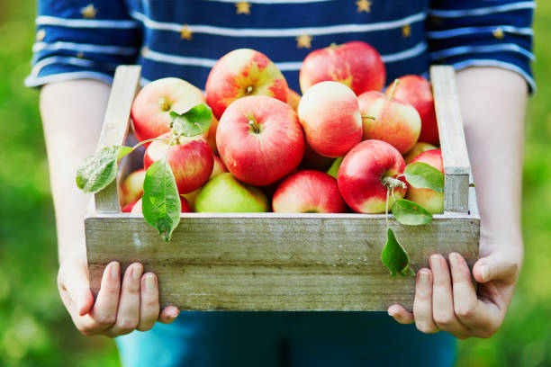 A man holding a case of apples