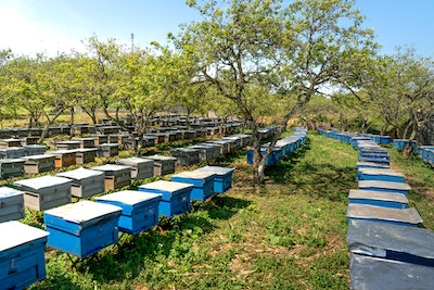 beehive system.