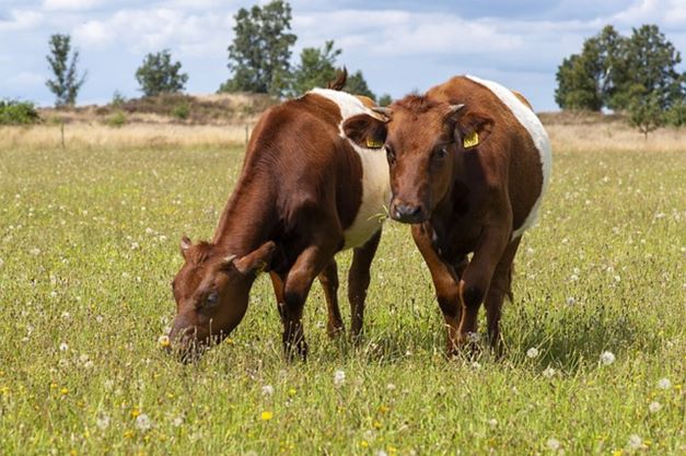 Cows are naturally Halal but how you cut the meat makes it Halal or Haram.