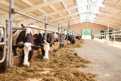 Cows in the barn eating hay.