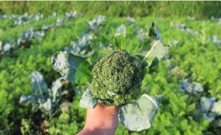 Halal broccoli.