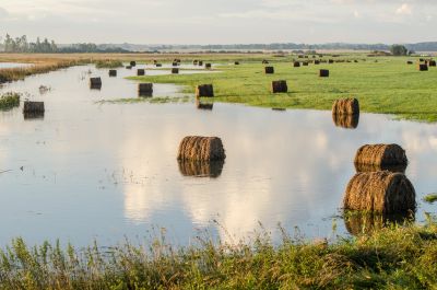 Hay rolls in flooded river water.