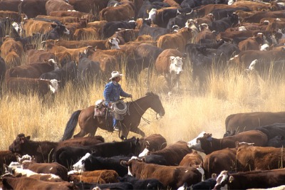 Cowboy on horse.