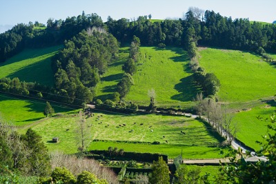 Green fields and forests.