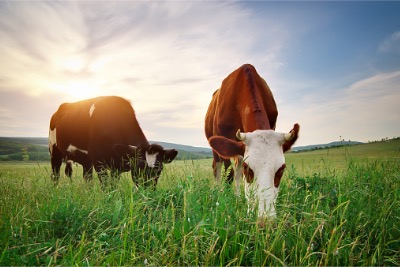 Cows on green meadow.