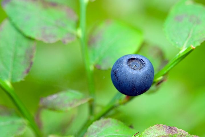 Organic blueberry