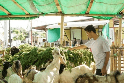 Halal Goat farming.
