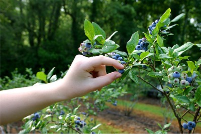 Certified organic blueberries.