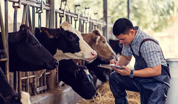 A man taking care of Udhiya animals before Halal slaughter takes place.